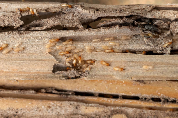 Best Pest Control for Homes  in Elwood, IN